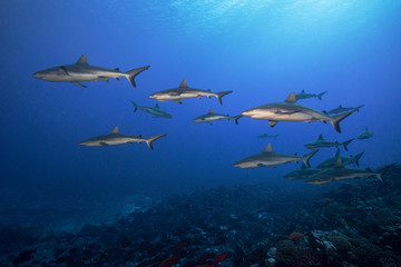 Fototapeta premium Underwater photo of a school of sharks swimming at dusk