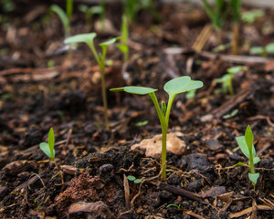 small  seedling in the ground.