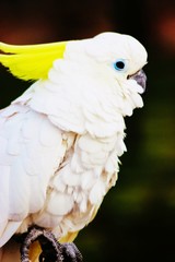 portrait of a parrot