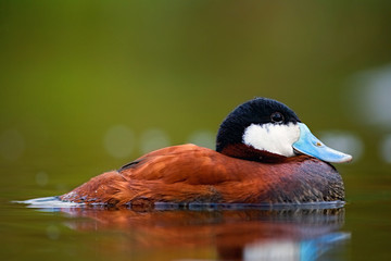 Ruddy duck chilling on the water