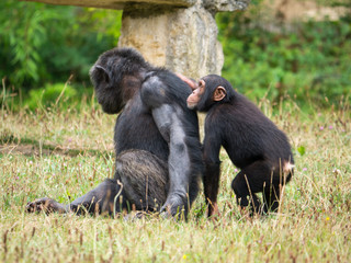 Chimpanzé