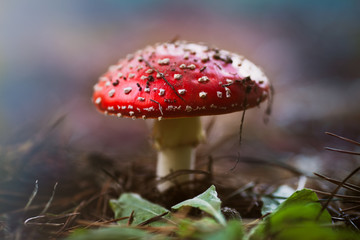 fly agariс broken through the soil in forest