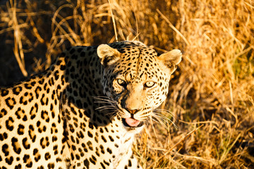 Leopard (Panthera pardus), liegt im hohen Gras, Blick in die Kamera
