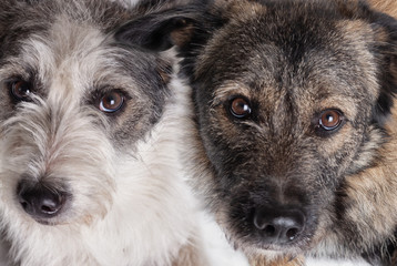two dogs looking at camera