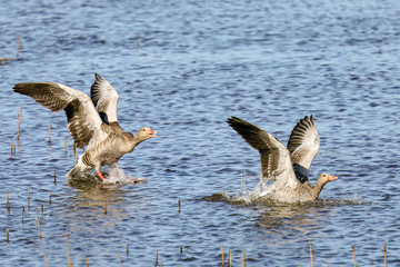 greylag goose