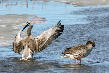 greylag goose