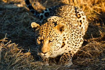 Leopard (Panthera pardus), liegt im hohen Gras, Blick in die Kamera