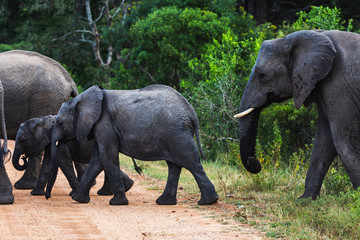 Elefant, Kruger nationalpark