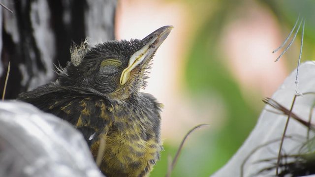 Sleepy baby bird with closed eyes and waking for a moment. Rufous-bellied Thrush. Turdus Rufiventris; Sabia Laranjeira.