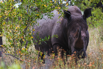 Nashorn, kruger nationalpark
