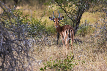 Antilope, Kruger Nationalpark