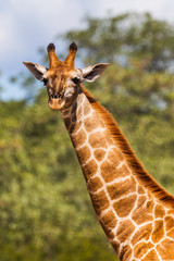 Giraffe, Kruger-Nationalpark