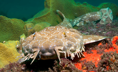 Wobbegong shark on coral