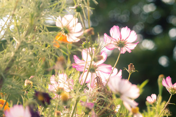 Blurry flowers in the garden
