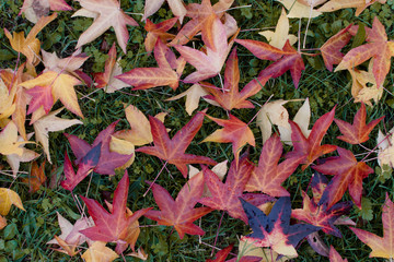 AUTUMN BACKGROUNDS. COLORFUL FALL LEAVES OVER GREEN GRASS