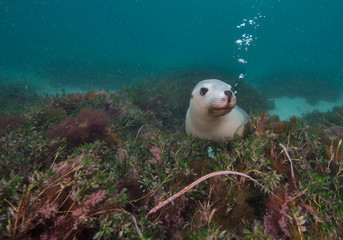 Cute seal blowing bubbles