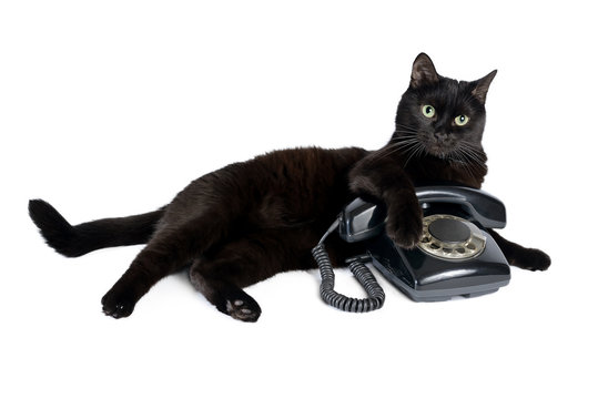 Black cat and retro black phone on a white