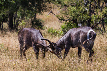Steinbock, Kruger Nationalpark