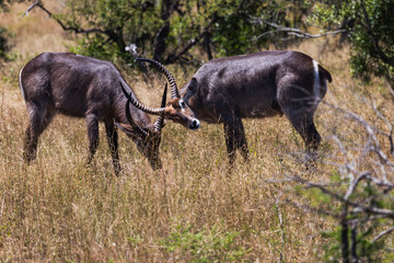 Steinbock, Kruger-Nationalpark