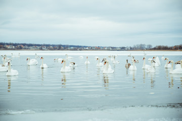 Fototapeta na wymiar lot of swans on the lake
