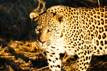 Leopard (Panthera pardus)