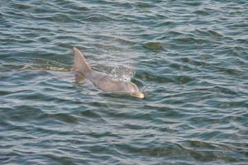 Bottlenose dolphin swimming near St. Petersburg, Florida.