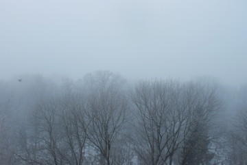 Obraz na płótnie Canvas fog in forest