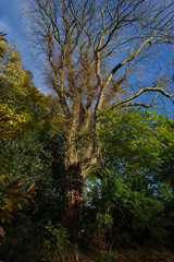 Tree of live