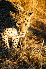 Leopard (Panthera pardus), schleicht sich furchs hohe Gras