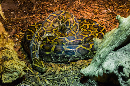 coiled up big python snake laying on the ground tropical wildlife animal portrait