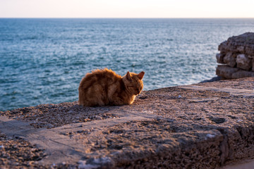 Cat resting with the ocean background