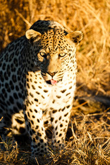 Leopard (Panthera pardus), sitzt im hohen Gras, Blick in die Kamera