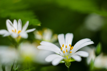 White, spring wildflowers on a green blurred background