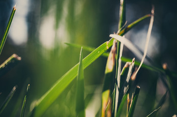 grass