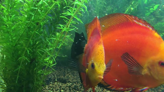 Diskusfische mit Nachwuchs, Nachwuchs frisst von der Haut der Diskuseltern 