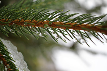 Close up view of Christmas tree branch with snow. Wallpaper for winter. Water drops dripping from the melting snow of a pine twig. Cover photo background. Natural pattern. Copy space for text.