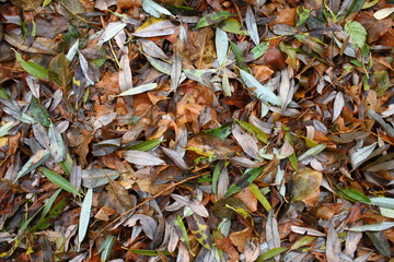 autumn leaves background