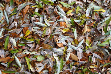 autumn leaves background