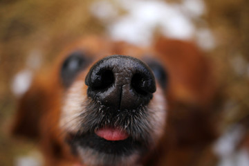 A wet nose of a dog with a lingering tongue, and on the blurred defocus bokeh background with copy space for text. Fun dog nose. Healthy dog wallpaper. Cover photo of dog. 