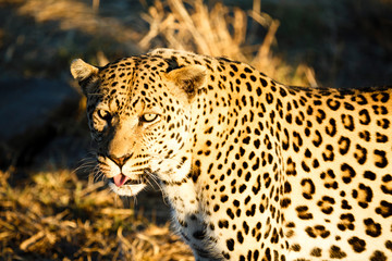Leopard (Panthera pardus), Tierportrait, Blick in die Kamera