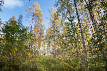 forest path to lake in autumn