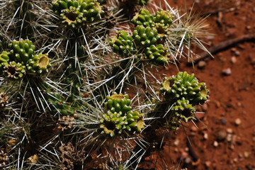 Top view of the cactuses with large needles.