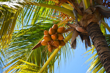 Fototapeta premium palm, tree, sky, tropical, coconut, beach, nature, blue, summer, trees, palm tree, green, palms, travel, sea, vacation, leaf, exotic, palm trees, island, blue sky, sun, plant, paradise, holiday