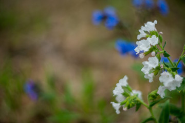 Spring natural background, Wallpaper: spring forest with blue flowers of Lungwort . Concept of early spring and primroses.