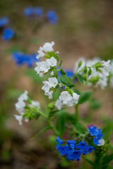 Spring natural background, Wallpaper: spring forest with blue flowers of Lungwort . Concept of early spring and primroses.