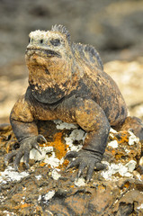 Marine Iguana on a rock