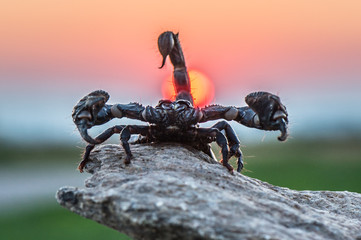 Emperor scorpion is a species of scorpion native to rainforests and savannas in West Africa. It is...