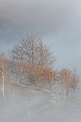 Obraz na płótnie Canvas Chemin dans la brume