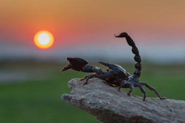 Emperor scorpion is a species of scorpion native to rainforests and savannas in West Africa. It is one of the largest scorpions in the world and lives for 6–8 years.