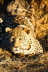 Leopard (Panthera pardus), liegt im Gras